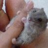 Funny Animals - Tiny Animals On Fingers
