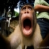 Funny Animals - Why is this little monkey shocked?