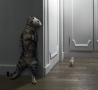 Funny Animals - Playing Hide and Seek