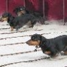 Funny Animals - Weiner Dog Race