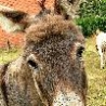 Funny Animals - Seductive Donkey