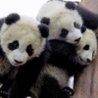 Funny Animals - New Baby Pandas