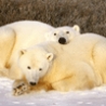 Cool Pictures - Polar Bears