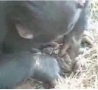 Funny Links - Chimp Raping A Frog
