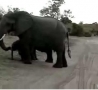 Funny Links - Baby Elephant Sneezes at Tourists