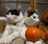 Funny Links - Cats vs Oranges 
