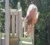 Funny Links - Backflips And Impales Nuts On Pole