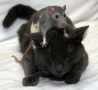Funny Animals - Mouse Massage