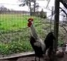 Funny Links - Cock Singing