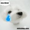 Funny Animals - Doggie Dont Cry