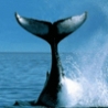 Funny Animals - Amazing Orca Whales