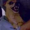 WTF Links - Angry Chihuahua