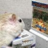 Funny Animals - Arcade Hamster