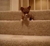 Funny Links - Puppy Is Scared To Go Down Stairs!