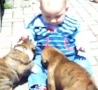 Funny Links - Baby and Boxer Puppues 