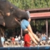 Funny Animals - Elephant Eats Woman
