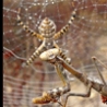 Cool Pictures - Mantis Takes on Spider
