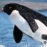 Funny Animals - Pengwhale