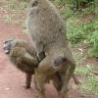 Funny Links - Monkeys Gettin Busy
