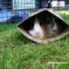 Funny Animals - Hiding