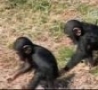 WTF Links - Monkey Around-Funny Animals