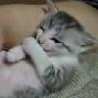Funny Links - Kitty Falls Asleep