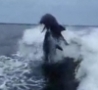 Cool Links - Two Dolphins Collide Mid-Air