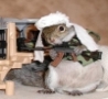 Funny Links - Commander Squirrel