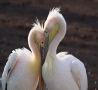 Cool Pictures - Love Birds