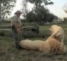 Cool Links - Lion Gets a Paw Massage 