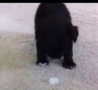 Funny Links - Puppy Plays with an Ice 