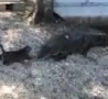 Cool Links - Cat Vs Two Alligators