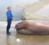 Funny Links - Sea Lion Does Sit Ups 