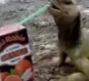Cool Links - Lizard Drinks Orange Juice