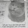 Funny Animals - Lolcat In Newspaper