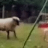 Funny Links - Sheep vs Swing