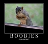 Funny Animals - Boobies