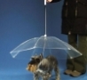 Funny Links -  Dog Umbrella