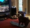 Funny Links - Dog Plays Skateboarding Game