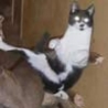 Cool Links - Karate Cat