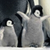Funny Animals - Cute Penguins
