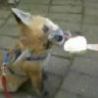 Cool Links - Baby Fox Licks Ice Cream