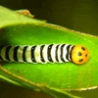 Funny Animals - Photogenic Bugs