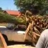 Funny Links - Palm Tree Ownage