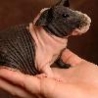 Funny Animals - Hairless Guinea Pig
