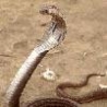 Funny Animals - Cobra Snakes