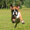 Funny Animals - Jumping Dogs