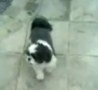 Funny Links - Dog Learns To Moonwalk