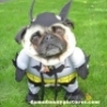Funny Animals - Dogs Dressed Up