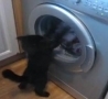 Funny Links - Cat vs Washing Machine 